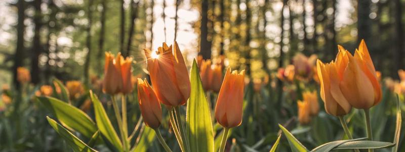 Dermal Fillers guide